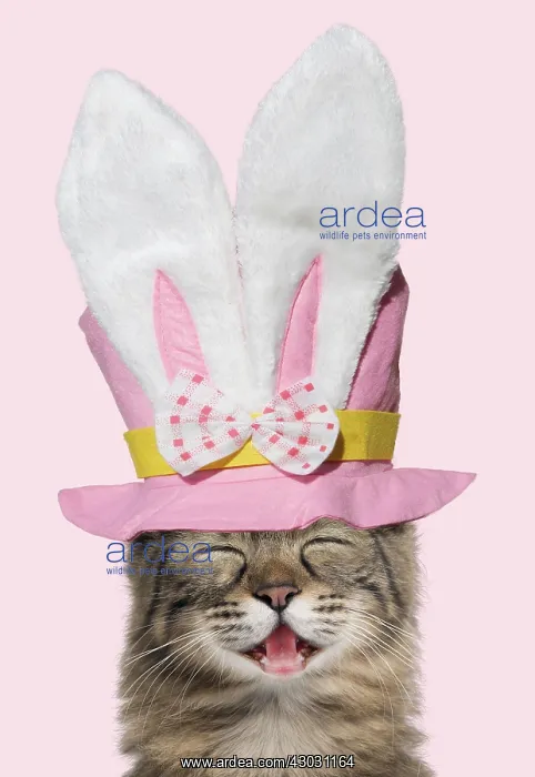 : Turkish Angora Cat smiling / laughing wearing Easter top hat : Turkish Angora Cat smiling / laughing wearing Easter top hat