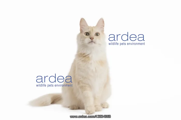  : Turkish Angora Cat in the studio