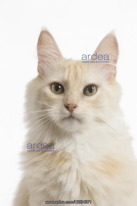  : Turkish Angora Cat in the studio