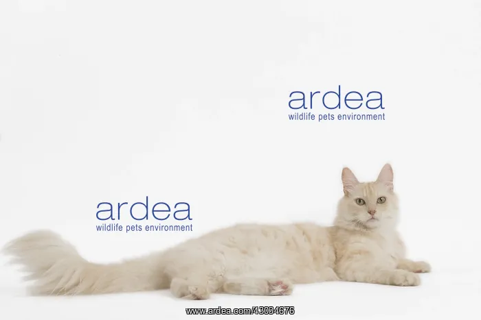  : Turkish Angora Cat in the studio