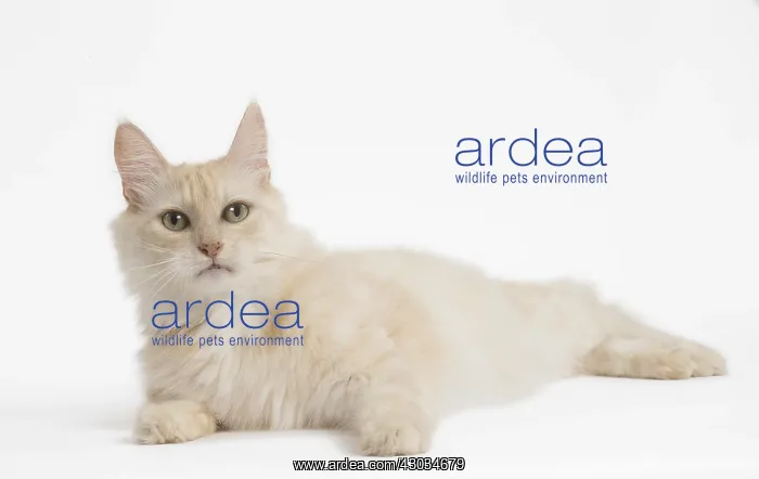  : Turkish Angora Cat in the studio