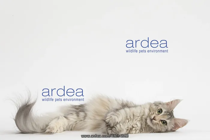  : Turkish Angora Cat in the studio