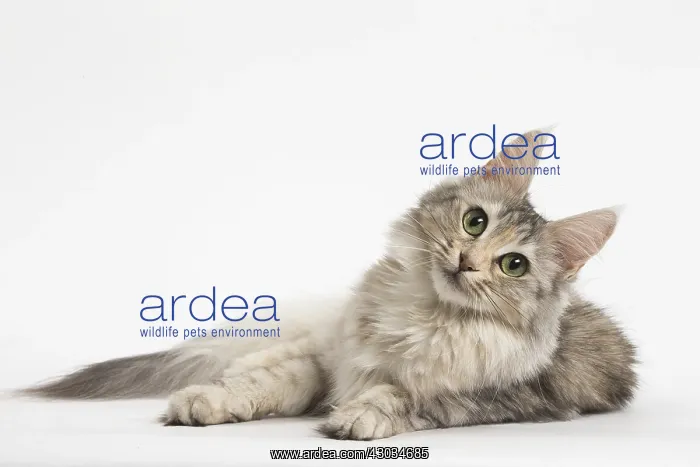  : Turkish Angora Cat in the studio
