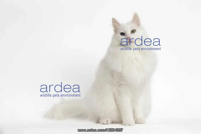  : Turkish Angora Cat in the studio