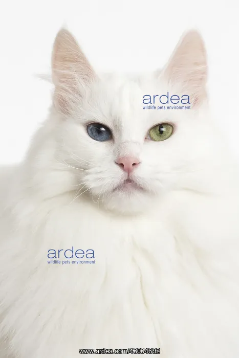  : Turkish Angora Cat in the studio