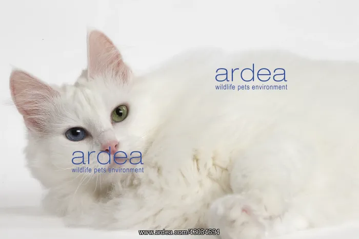  : Turkish Angora Cat in the studio