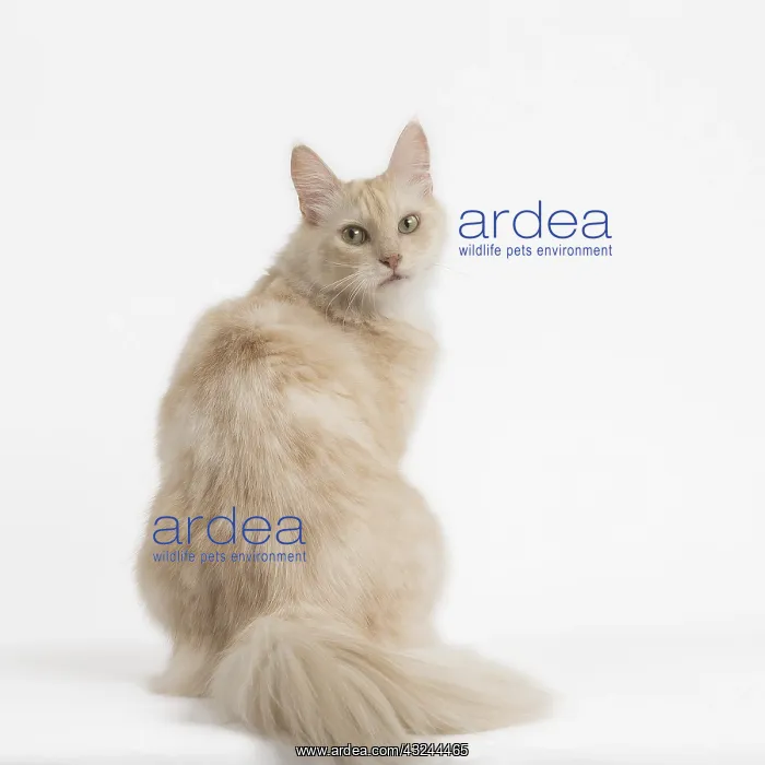  : Turkish Angora Cat in the studio