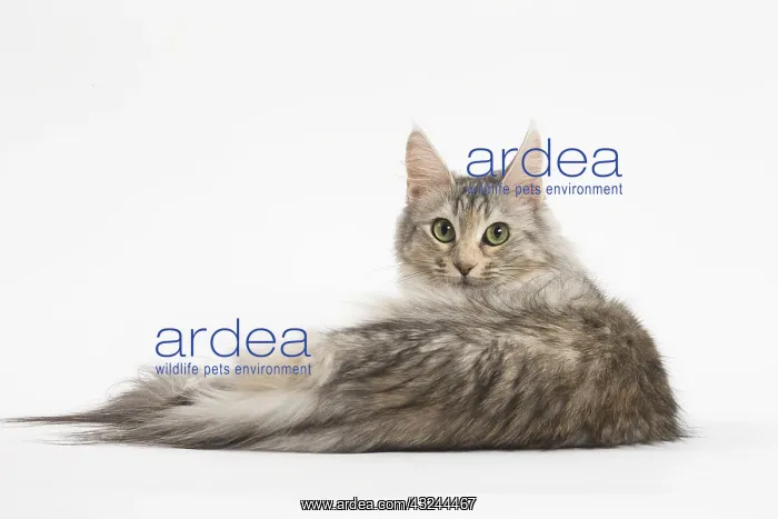  : Turkish Angora Cat in the studio