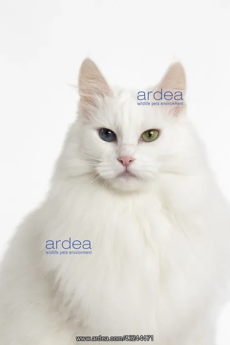  : Turkish Angora Cat in the studio
