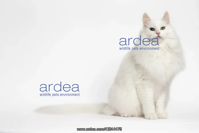  : Turkish Angora Cat in the studio