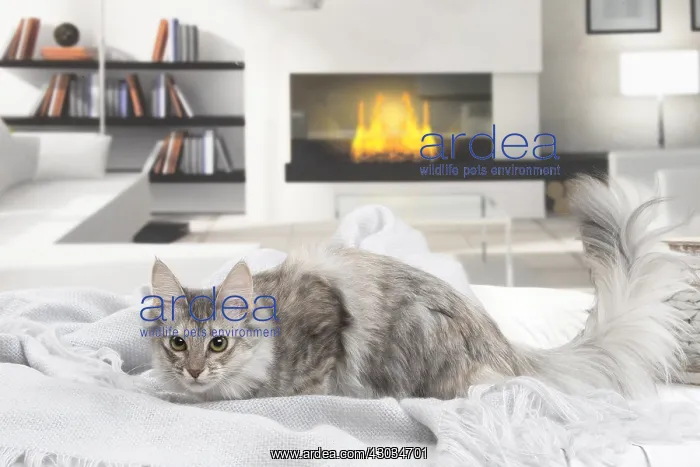  : Turkish Angora Kitten indoors