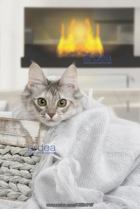  : Turkish Angora Kitten indoors