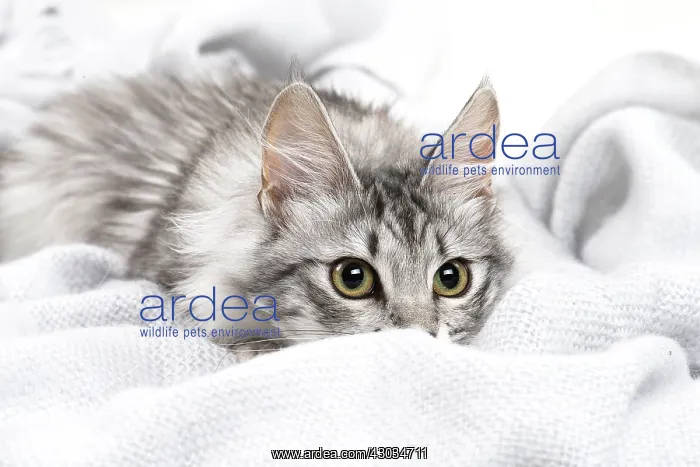  : Turkish Angora Kitten indoors