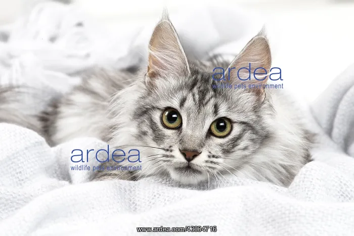  : Turkish Angora Kitten indoors