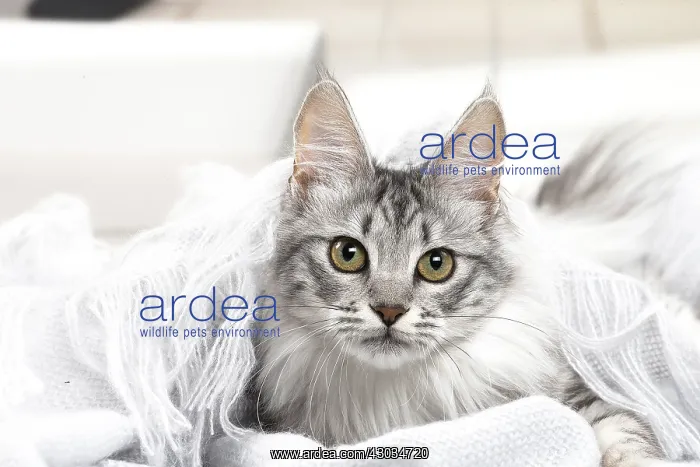  : Turkish Angora Kitten indoors