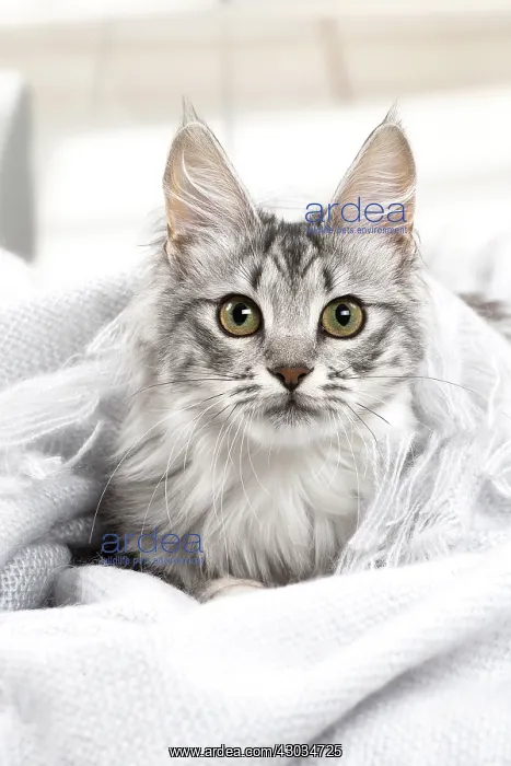  : Turkish Angora Kitten indoors