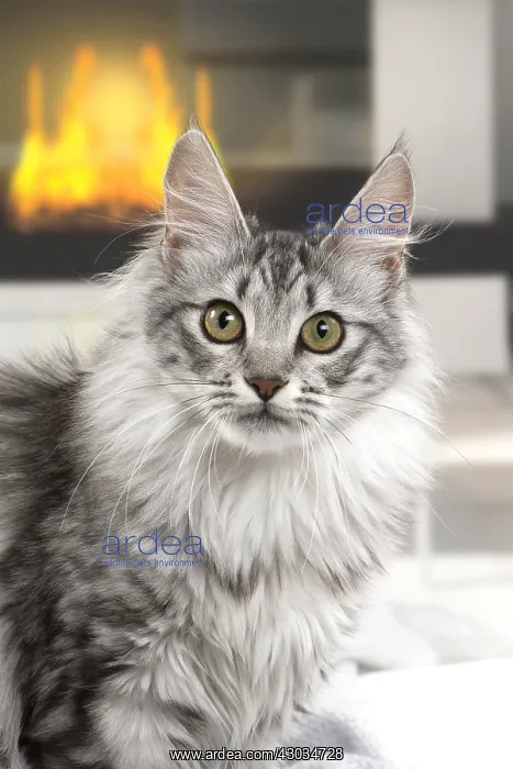  : Turkish Angora Kitten indoors