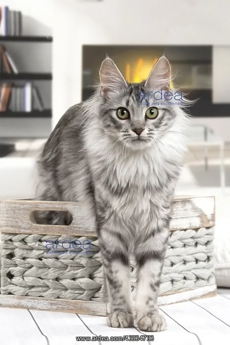  : Turkish Angora Kitten indoors
