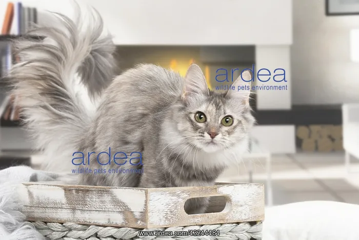  : Turkish Angora Kitten indoors