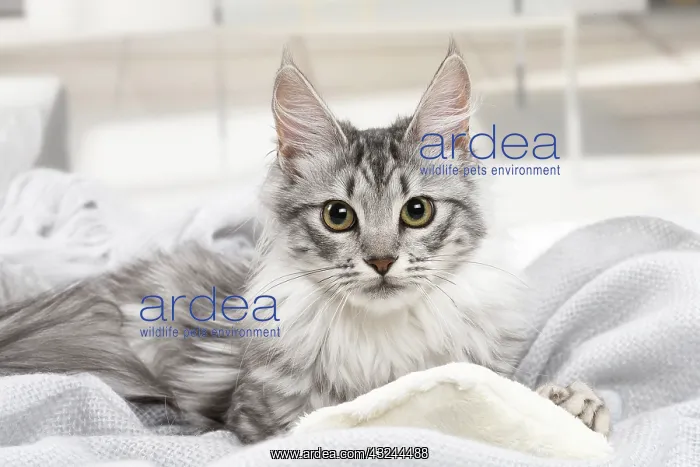  : Turkish Angora Kitten indoors