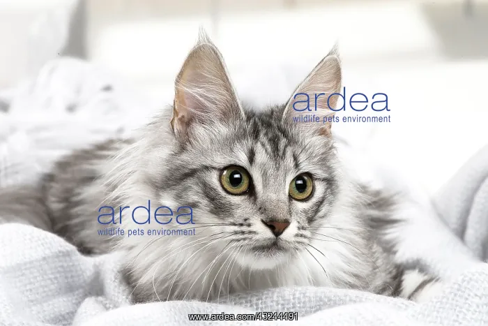  : Turkish Angora Kitten indoors