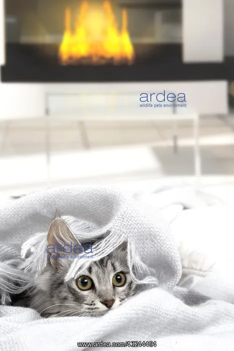  : Turkish Angora Kitten indoors