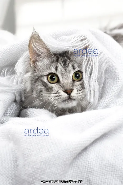  : Turkish Angora Kitten indoors