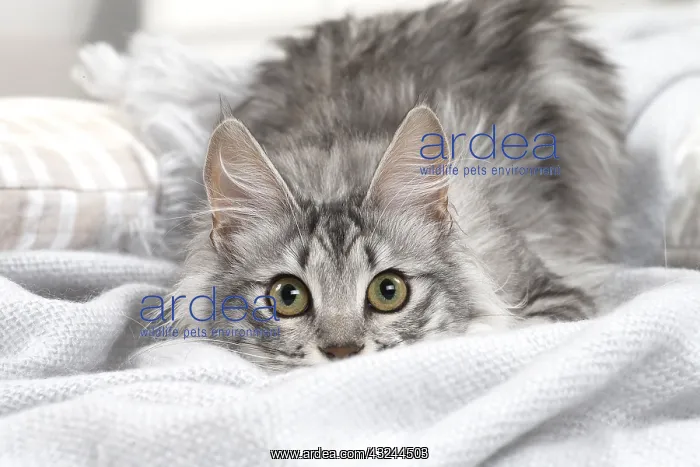  : Turkish Angora Kitten indoors