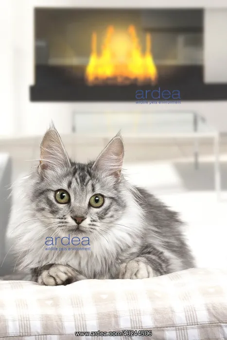  : Turkish Angora Kitten indoors