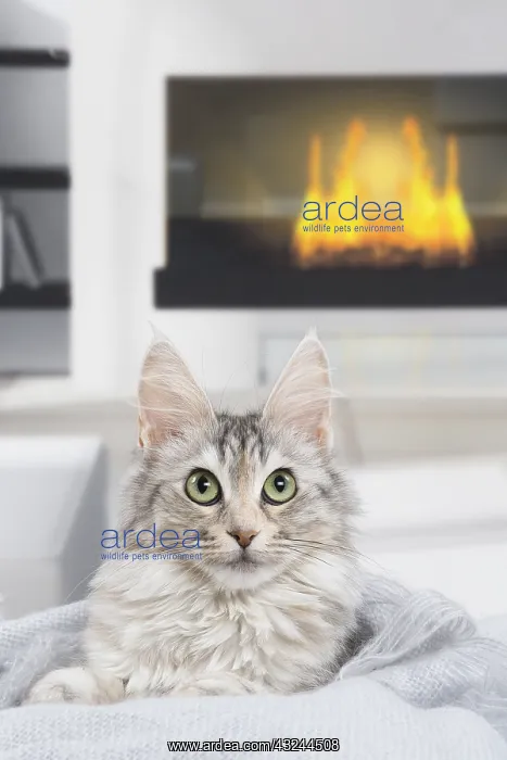  : Turkish Angora Kitten indoors