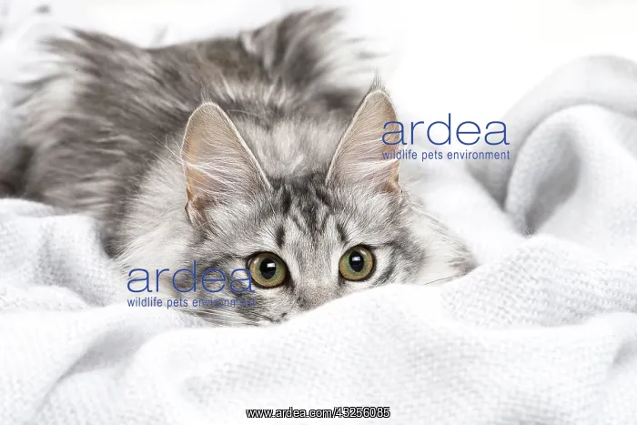  : Turkish Angora Kitten indoors