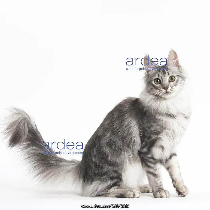  : Turkish Angora Kitten in the studio