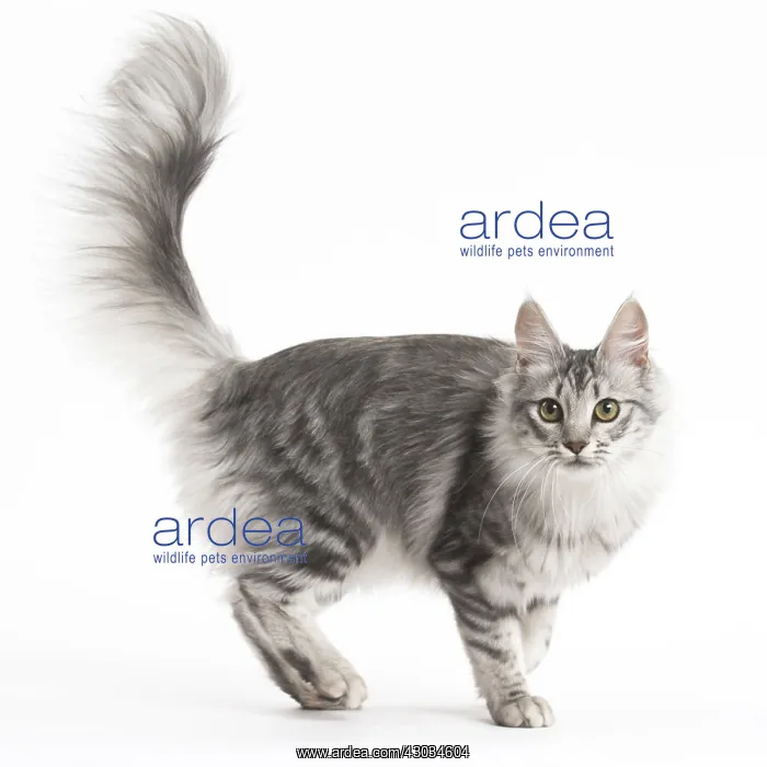  : Turkish Angora Kitten in the studio