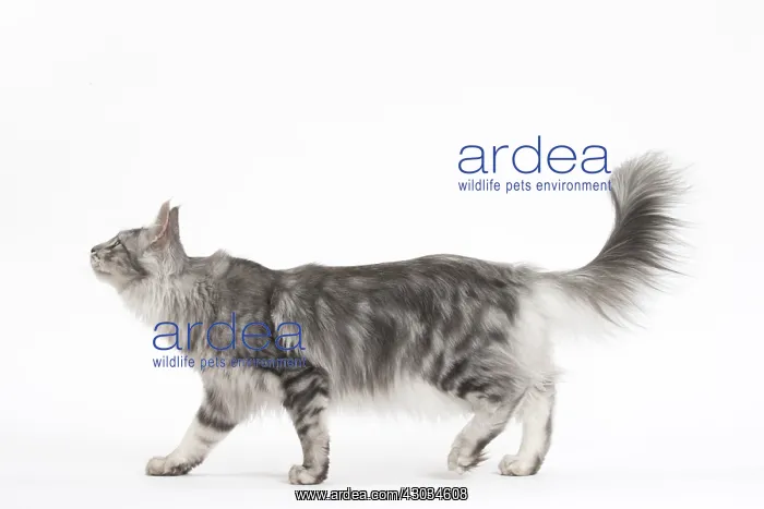  : Turkish Angora Kitten in the studio