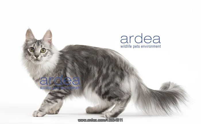  : Turkish Angora Kitten in the studio