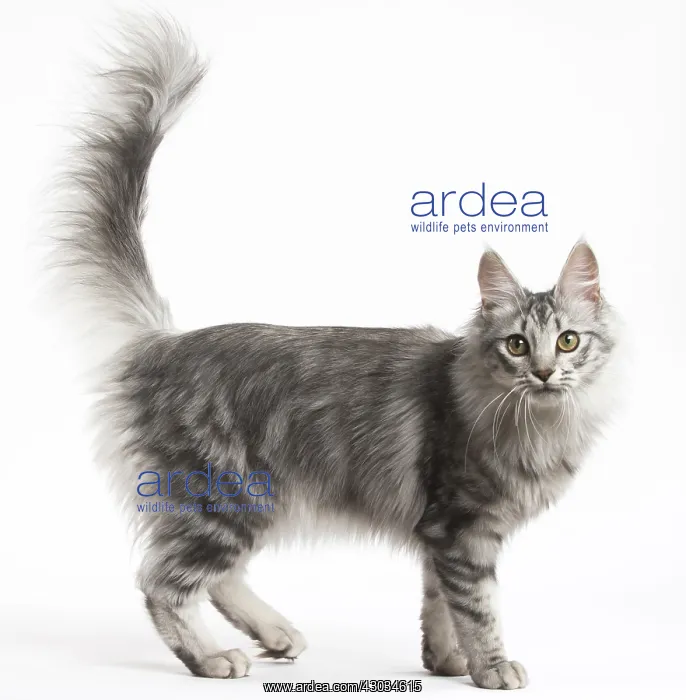 : Turkish Angora Kitten in the studio