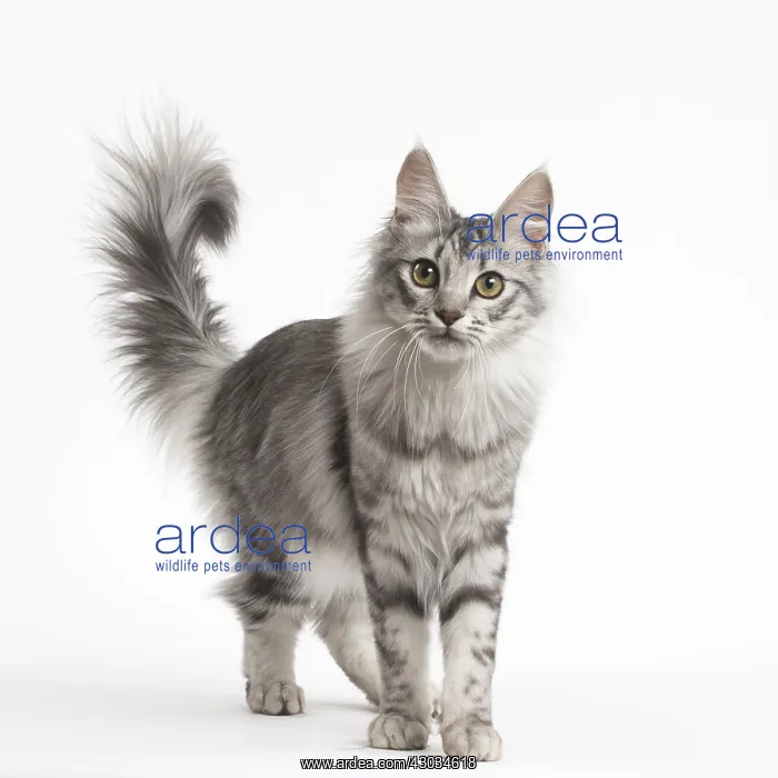  : Turkish Angora Kitten in the studio