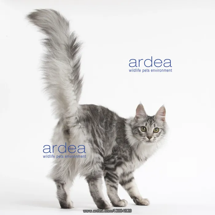  : Turkish Angora Kitten in the studio