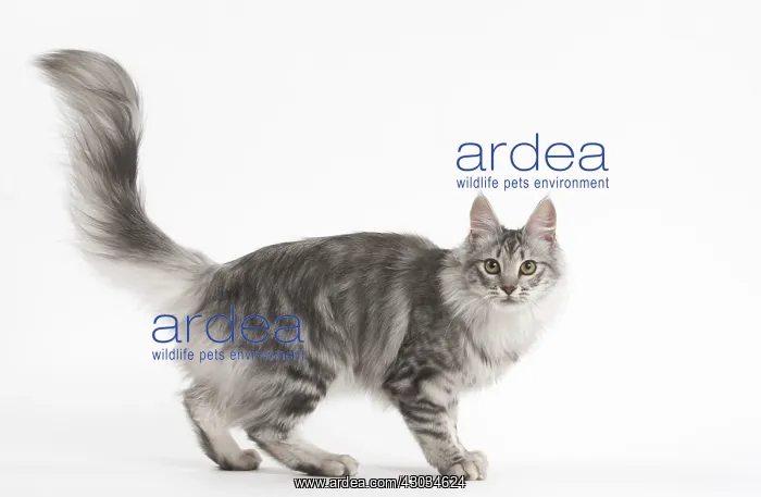  : Turkish Angora Kitten in the studio