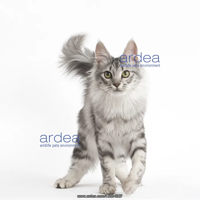  : Turkish Angora Kitten in the studio