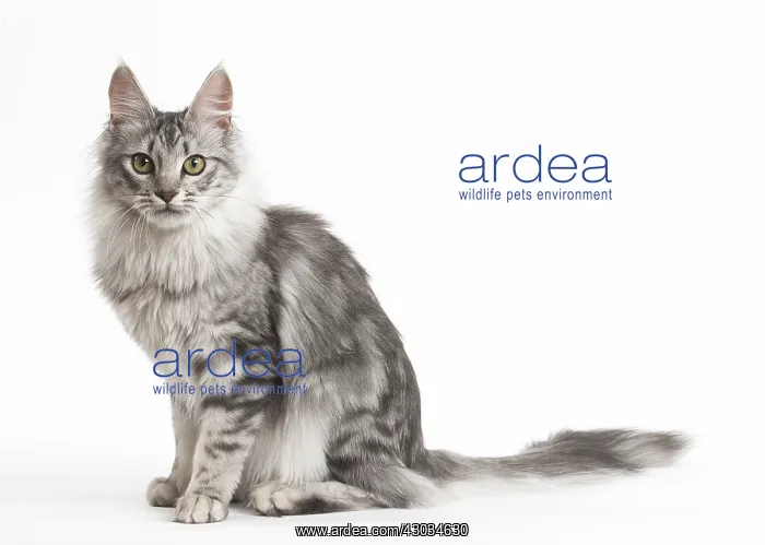  : Turkish Angora Kitten in the studio