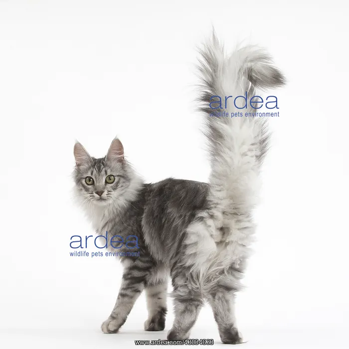  : Turkish Angora Kitten in the studio