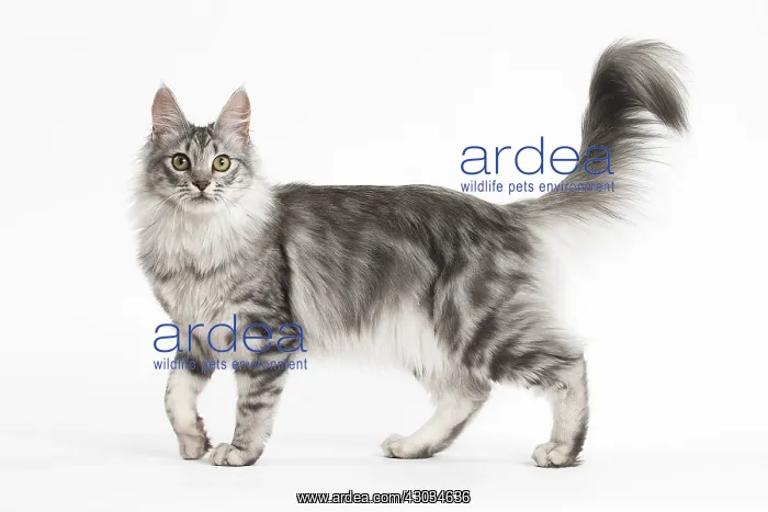  : Turkish Angora Kitten in the studio