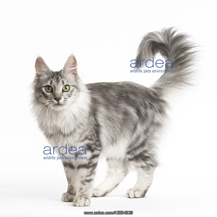  : Turkish Angora Kitten in the studio