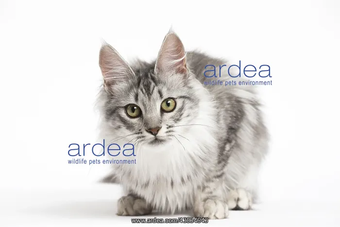 : Turkish Angora Kitten in the studio
