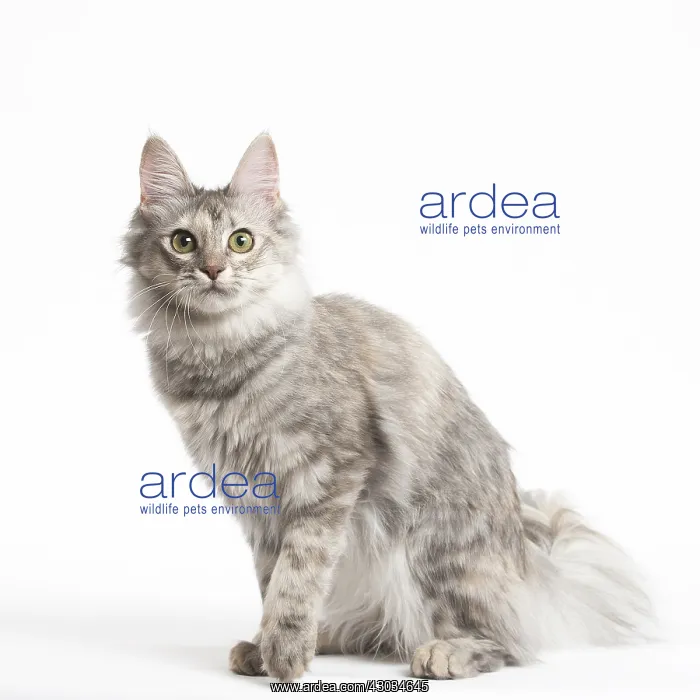  : Turkish Angora Kitten in the studio