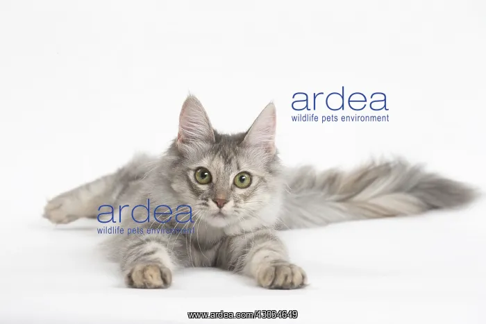  : Turkish Angora Kitten in the studio