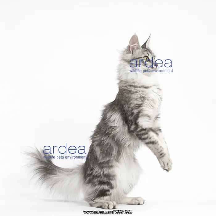  : Turkish Angora Kitten in the studio