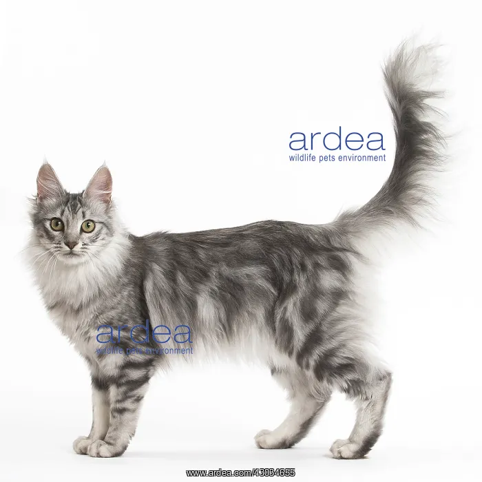  : Turkish Angora Kitten in the studio