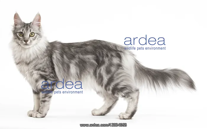  : Turkish Angora Kitten in the studio